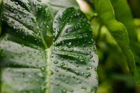 Water drops on tropical leaves after rain