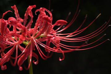 red spider lily