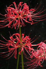 red spider lily