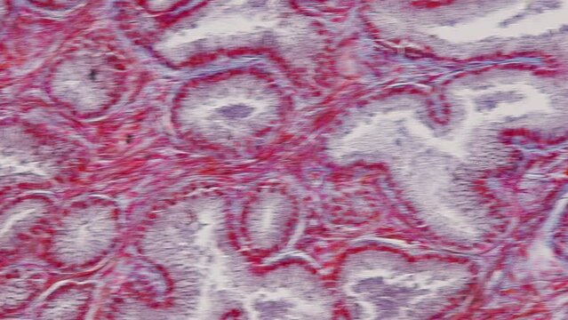Pathology and Histology Tissue of Mammals under microscope.