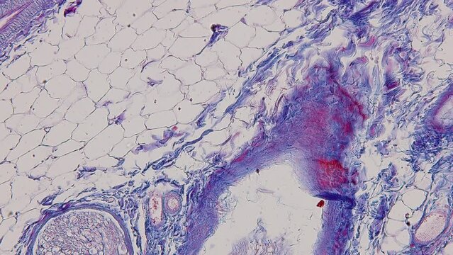 Pathology and Histology Tissue of Mammals under microscope.