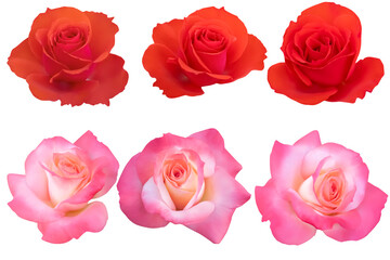 3 red and 3 yellow-pink heads roses blooming isolated on the black background.Photo with clipping...