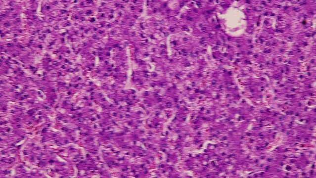 Pathology and Histology Tissue of Mammals under microscope.