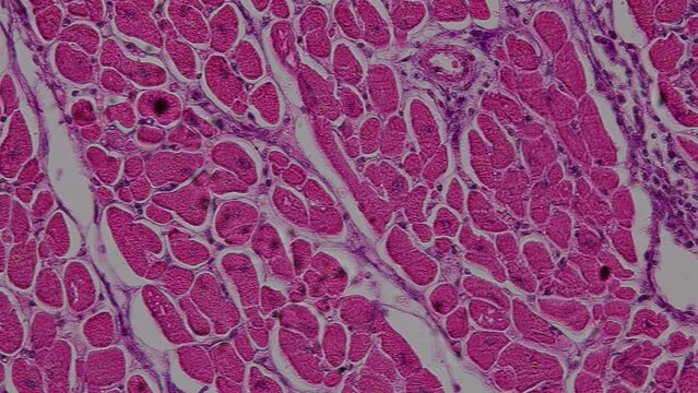 Pathology and Histology Tissue of Mammals under microscope.