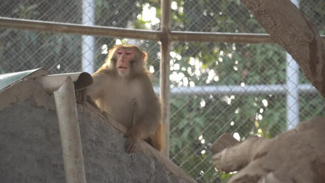 Bengali monkey female and her child 