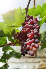 Red ripe grapes in the garden 