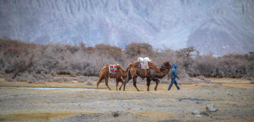 Panoramic image of an unidentified man walking the Bactrian camels or Double humped camels in the...