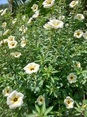 beautiful white of Turnera subulata flowers on green leaves background. Flower known by the common names white buttercup, sulphur alder, politician's flower, dark-eyed turnera, and white alder