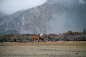Panoramic image of an unidentified man walking the Bactrian camels or Double humped camels in the Himalayan cold desert in Hunder village, Nubra Valley, Ladakh, India