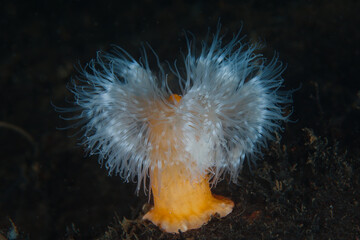 Plumose anemone from the Norwegian fjords