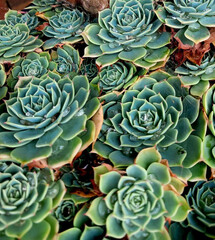 Stonecrop plant, Echeveria elegans is a species of flowering plant in the Crassulaceae family, . Pattern of compact rosettes of succulent fleshy, brightly color leaves