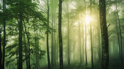 Fototapeta premium a forest of trees with green leaves and fog in the background, the sun shining through in a grainy, blurry style