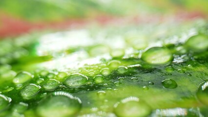 A stunning macro, delve into the delicate, intricate world of water droplets on wet green red leaves, a mesmerizing display of nature's artistry. Plant concept. 
