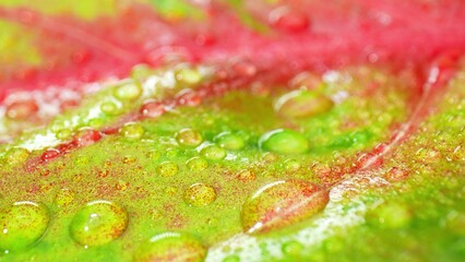 A breathtaking spectacle unfolds as crystal-clear water droplets cling to velvety pink green...