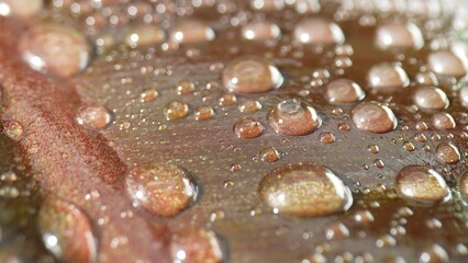 Macro close-up reveals the enchanting world of sparkling water drops adorning wet brown leaves, a captivating symphony of light and texture. Nature concept. Leaf background. 
