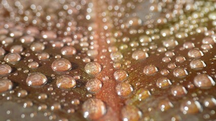 Glistening water droplets delicately adorn saturated brown leaves in this mesmerizing macro...