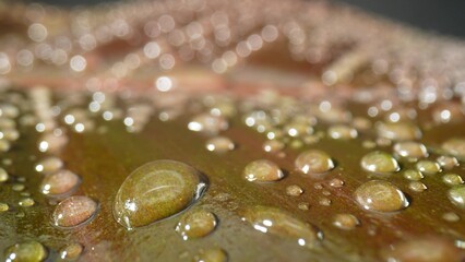 Intricate world of sparkling water droplets on damp brown leaves, an intimate macro view of nature's tiny treasures. Beauty in the minuscule. Plant concept. Leaf background. 
