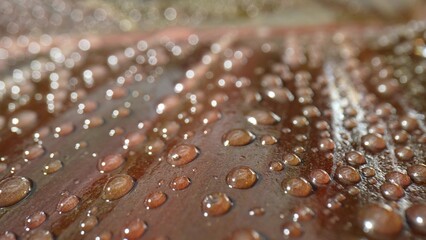 Macro lens unveils a world of sparkling water drops on wet brown leaves, a breathtaking spectacle...