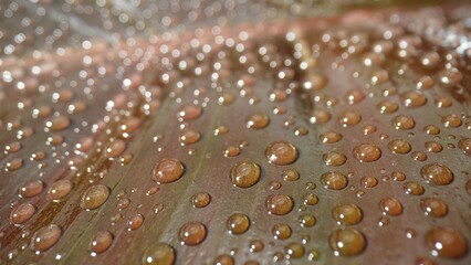 Glistening water droplets delicately adorn damp brown leaves, captured in a mesmerizing macro close-up, a symphony of nature's beauty. Leaf background. 
