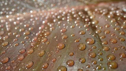 Mesmerizing macro view of glistening water droplets delicately adorning damp, rustic brown leaves. Nature's jewels captured in exquisite detail. Plant concept. Leaf background. 
