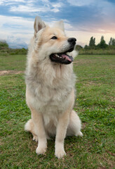 eurasier in a garden