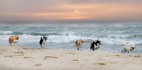 chihuahuas and beach