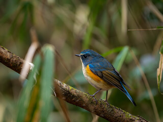 森の中で枝に留まっているルリビタキの雄