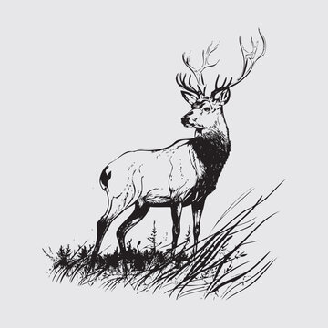 pencil drawing of deer vector