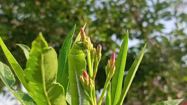 
How rare is the oleander hawk moth