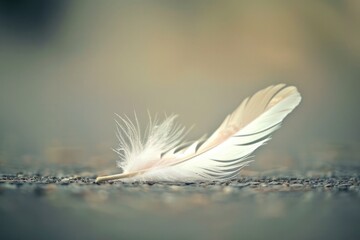 Obraz premium A lone feather drifting lazily to the ground, its journey a dance of grace and serenity.