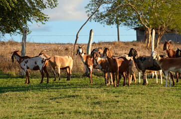 A group of large goats grazing in the green pastures of the farm, with a beautiful lake in the...