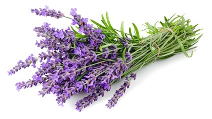 Lavender bunch displayed against a white backdrop