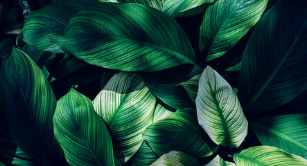 leaves of Spathiphyllum cannifolium, abstract green texture, nature background, tropical leaf.