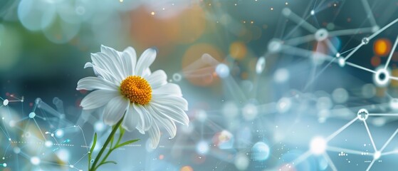 A closeup of a white daisy