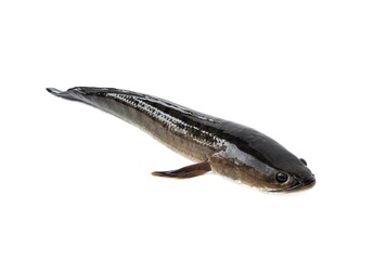 Large, fresh, not dead snakehead fish placed isolated on a white background.	