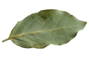 Obraz premium Single bay leaf with a smooth surface isolated on white background