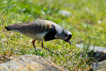 El tero (Vanellus chilensis), ​ también llamado tero-tero, queltehue, treile.