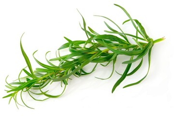 Obraz premium Tarragon sprigs with narrow leaves isolated on white background