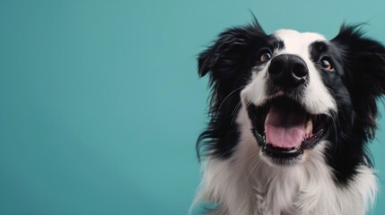 adorable portrait of amazing healthy and happy adult black and white border collie in the photo studio on the blue background : Generative AI - Powered by Adobe