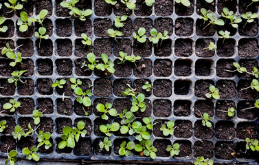 Young tomato plants in plastic seedling trays