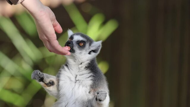 Lemur Feeding Interaction at Australia Zoo
