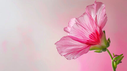 Close-up of a beautiful pink hibiscus flower with delicate petals and a green stem against a soft, blurred background.
