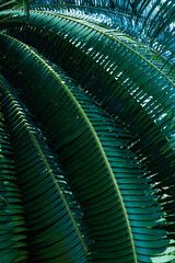 abstract palm leaf textures on dark blue tone, natural green background.