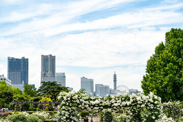 Fototapeta premium 5月の横浜の風景