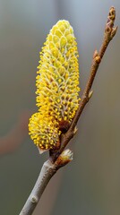 Catkin, birtch