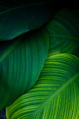 leaves of Spathiphyllum cannifolium, abstract green texture, nature background, tropical leaf.
