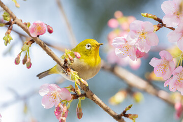 メジロと河津桜