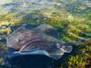 Giant Stingray Wings Swirling In Shallows