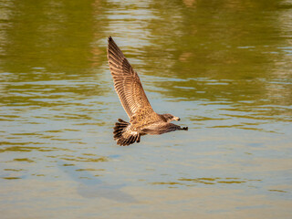 Juvenile Pacific Gull Aloft Wings Up