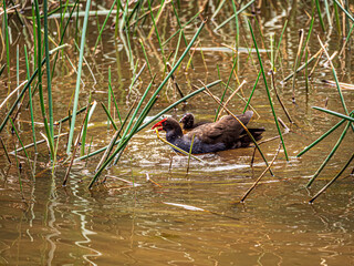 Swamp Hen Mother and Child
